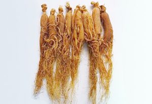 高麗人参　Panax Ginseng