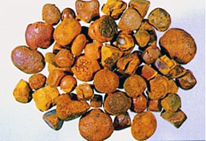 牛黄　Ox Gallstones